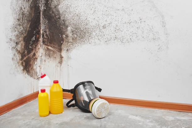 Best Post-Flood Mold Remediation in Northlake, TX