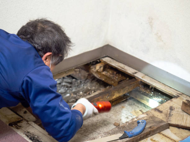 Best Attic Mold Remediation in Northlake, TX