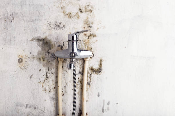 Best Health and Safety Mold Remediation in Northlake, TX