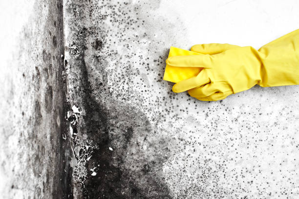 Best HVAC Mold Remediation in Northlake, TX