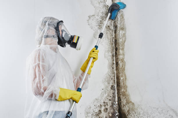 Best Residential Mold Remediation in Northlake, TX