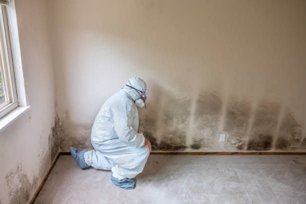 Best Residential Mold Remediation in Northlake, TX