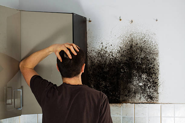 Best Black Mold Remediation in Northlake, TX