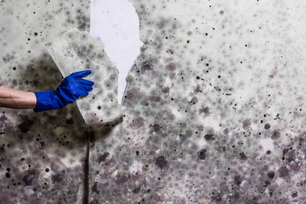 Best Crawl Space Mold Remediation in Northlake, TX